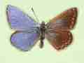 Polyommatus icarus (bilateral gynandromorph 3) (Internet Image property of respective owner, non-commercial use only)